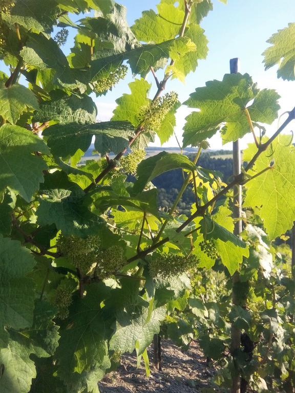Ferienwohnungen "Moselblick" Lieser Bagian luar foto